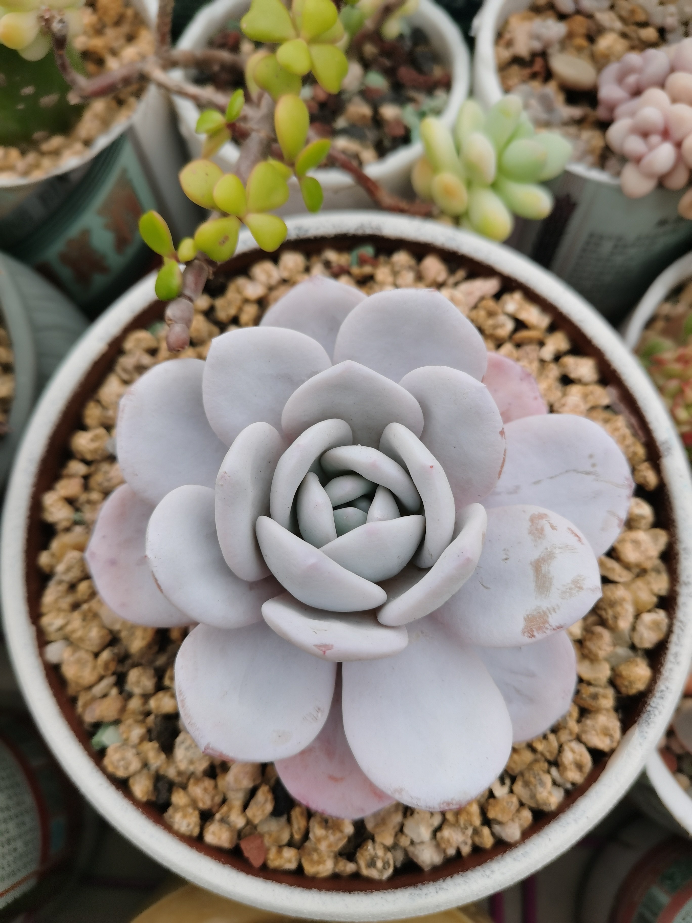 雪莲精品多肉办公室阳台绿植园艺盆栽花卉庭院多肉植物
