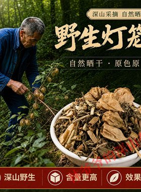深山野生灯笼草500g正品中药材