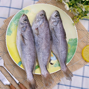 白菇鱼新鲜冷冻海鲜水产深海白姑鱼黄菇鱼白姑子商用食材20斤