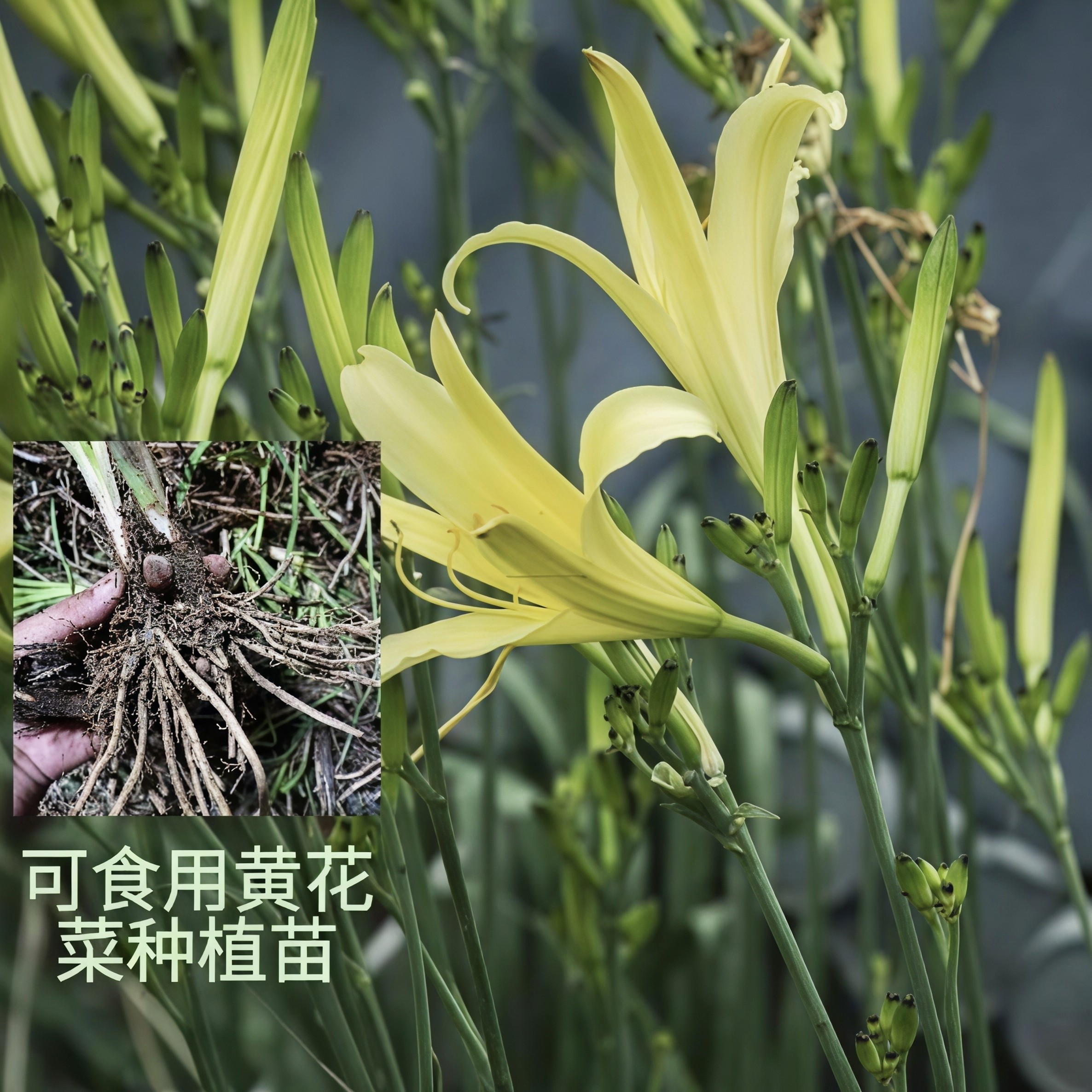 祁东黄花菜根苗食用黄花菜种苗金针菜金针花多年生现挖现发包成活