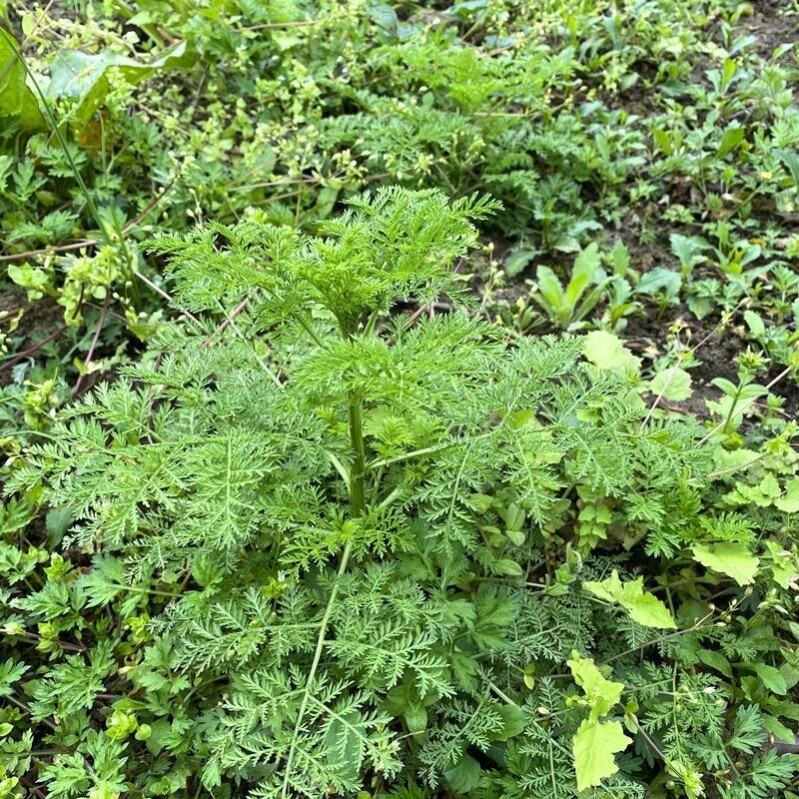 野外现挖整株青蒿盆栽新鲜