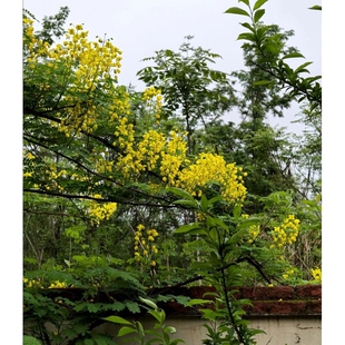 云实树苗多年生阎王刺庭院绿化围栏苗云实苗根老虎刺新鲜