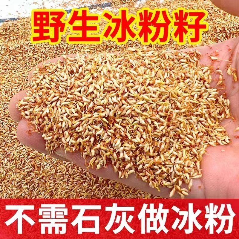 薜荔果凉粉籽山里现摘新鲜凉粉籽
