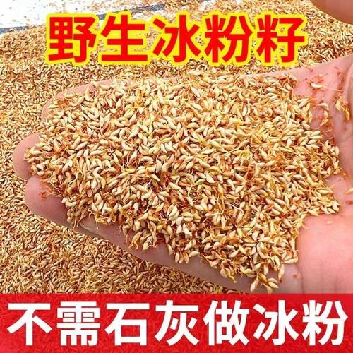 薜荔果凉粉籽山里现摘新鲜凉粉籽