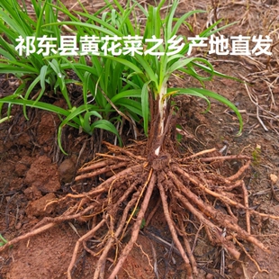 黄花菜种苗金针菜苗祁东县现挖直发优质高产食用黄花菜种植苗包活