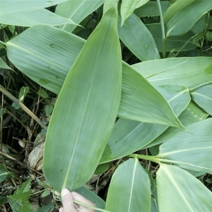 大粽叶苗四季可种植苗棕叶苗包粽子叶树苗成活率高林下庭院盆栽苗