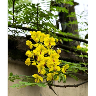 多年生庭院绿化围栏苗云实苗鸟不落树苗云实树鸟不栖黄花刺拦蛇刺