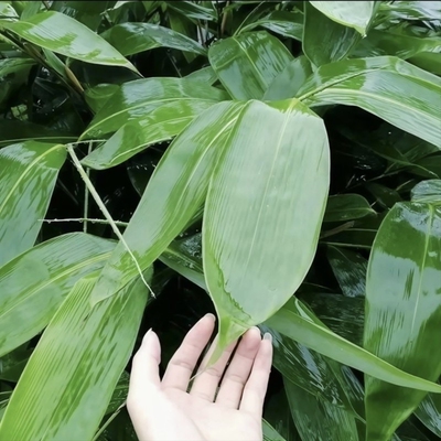 湖南大粽叶苗四季可种植苗包粽子叶树苗成活率高阳台庭院盆栽苗