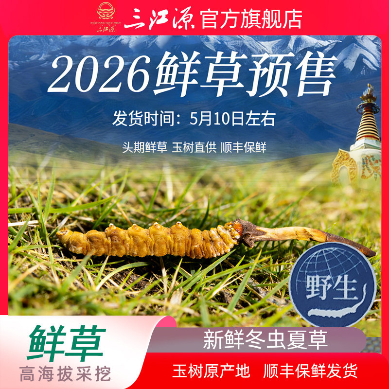 三江源新鲜冬虫夏草 预售 野生鲜草10根2026年高海拔虫草顺丰保鲜