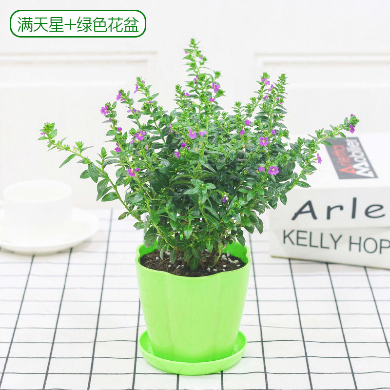 满天星植物满天星盆栽花苗植物