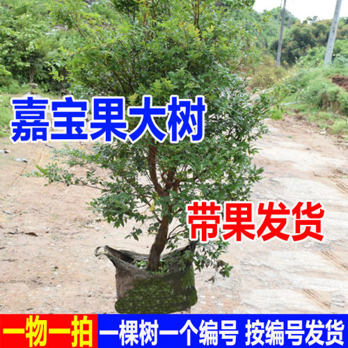 四季早生树葡萄嘉宝果树苗沙巴