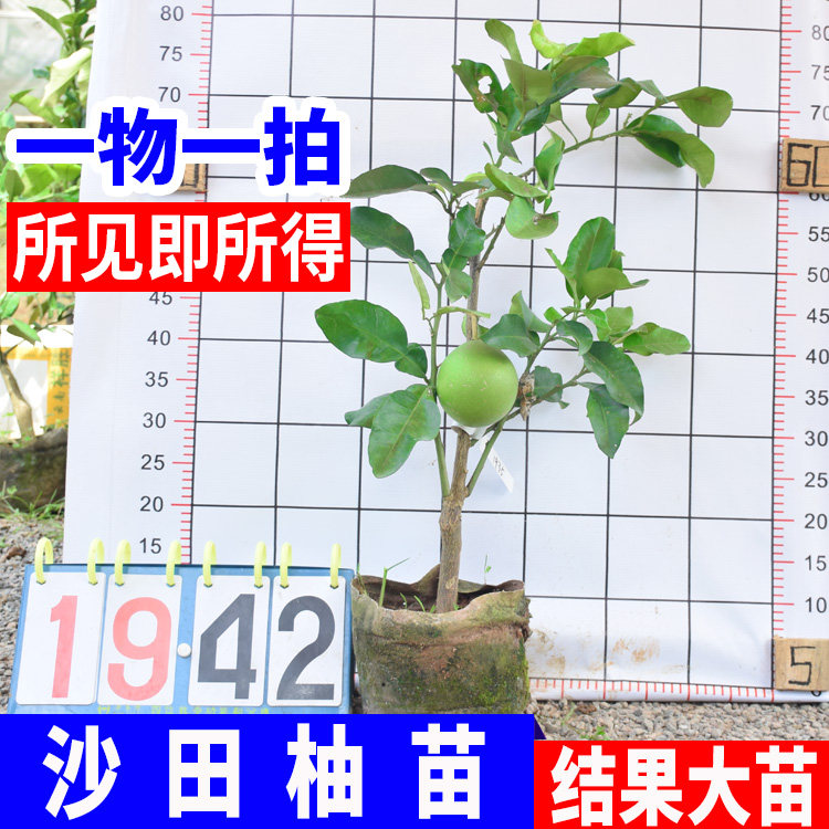 管溪柚子苗价格 管溪柚子苗图片 星期三