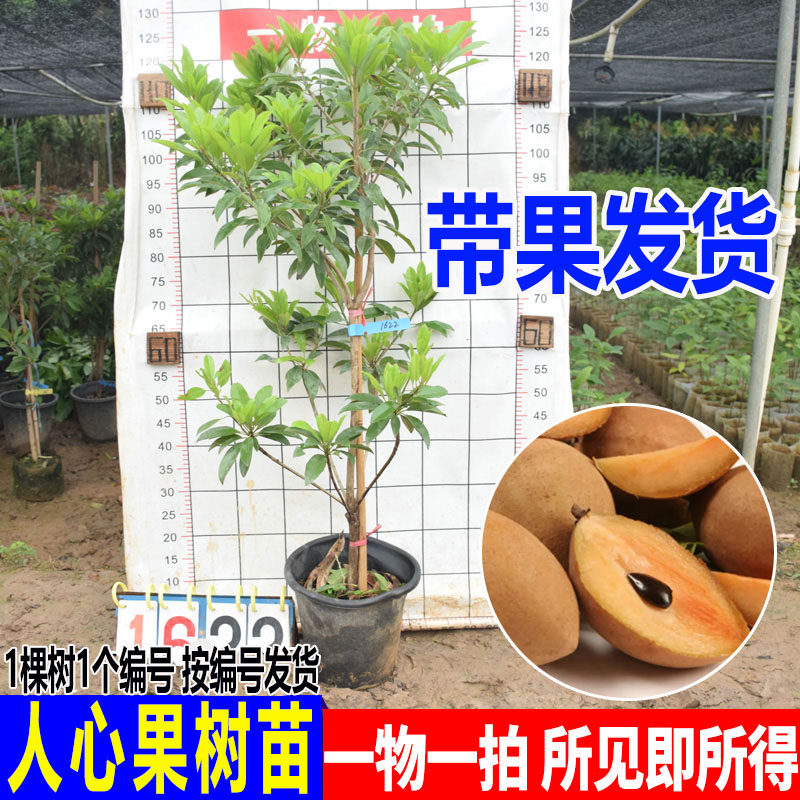 人心果苗优质品种水果王超甜盆栽地栽香瓜茄人参果苗当年挂果