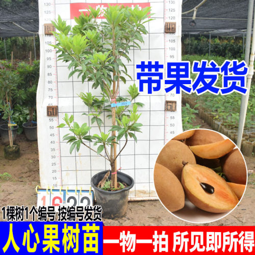 人心果苗优质品种盆栽地栽