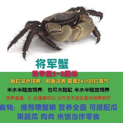 相守蟹鱼虾蟹观赏迷你辣椒蟹鱼缸观赏宠物蟹小螃蟹淡水易养活包邮