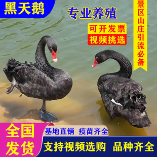 黑天鹅活苗一对景区观赏人工养殖出售家养纯种孵化黑天鹅幼崽活苗