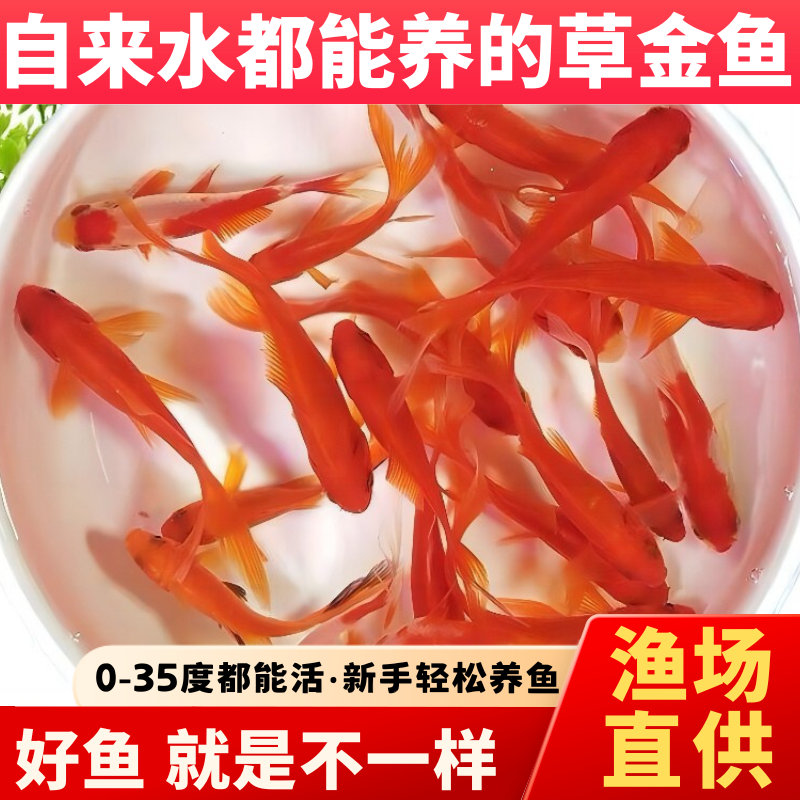 草金鱼苗淡水锦鲤金鱼耐活观赏鱼