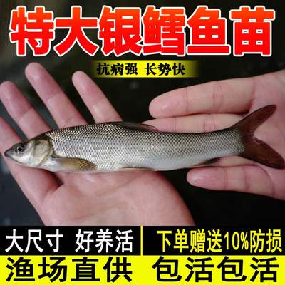 银鳕鱼苗淡水养殖食用活体大鳞鲃红眼鳕鱼大头亮鲃冷水观赏小鱼苗