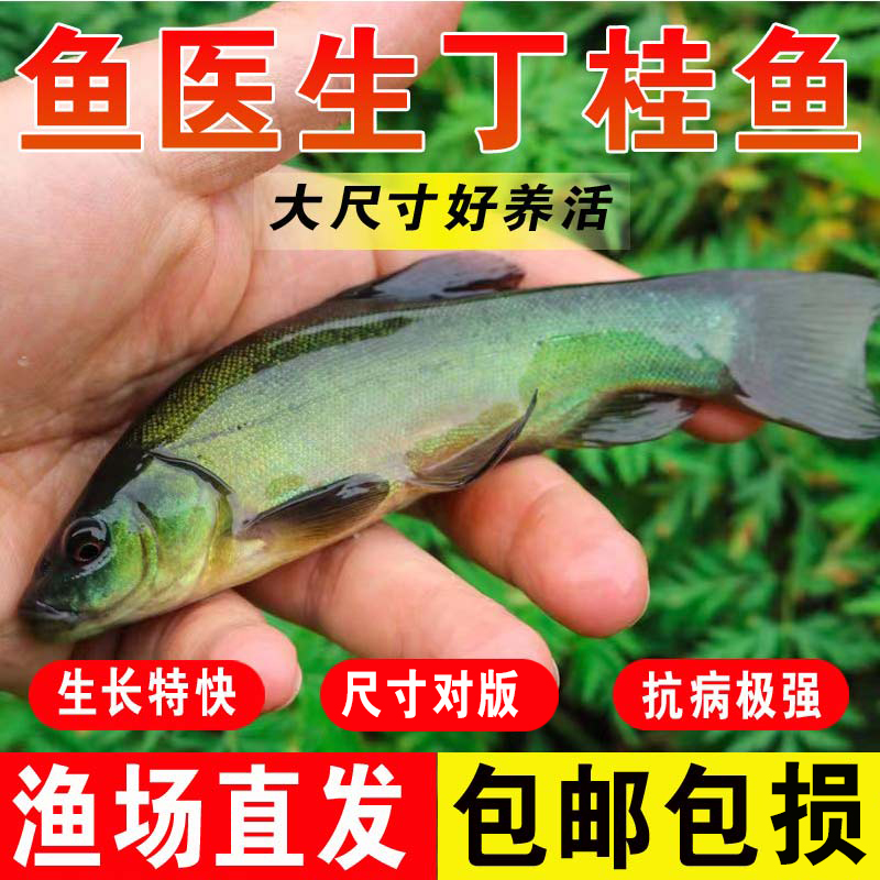 丁桂鱼苗淡水养殖食用小鱼苗批发