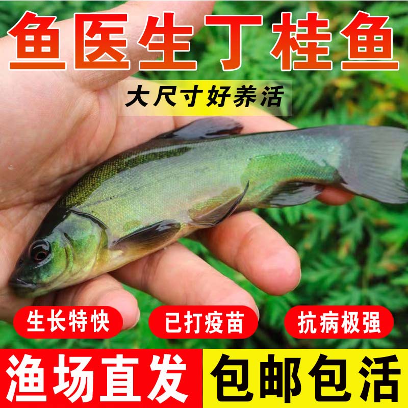 丁桂鱼苗淡水养殖食用小鱼苗批发