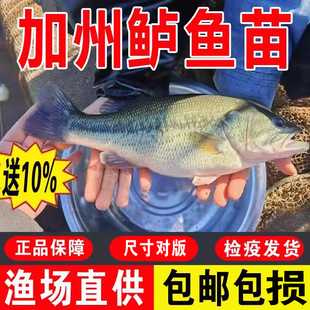 鲈鱼苗淡水养殖食用鲜活体路亚凶猛冷水观赏肉食大口黑加州鲈鱼苗
