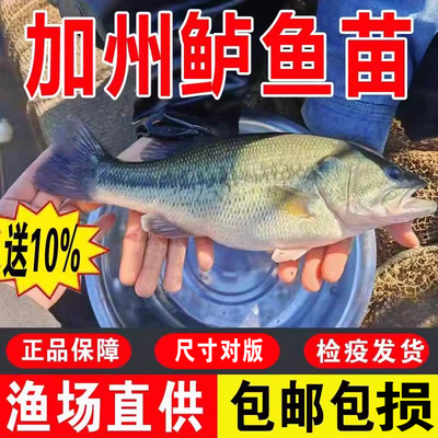 加州鲈鱼苗淡水特大活体鱼苗批发