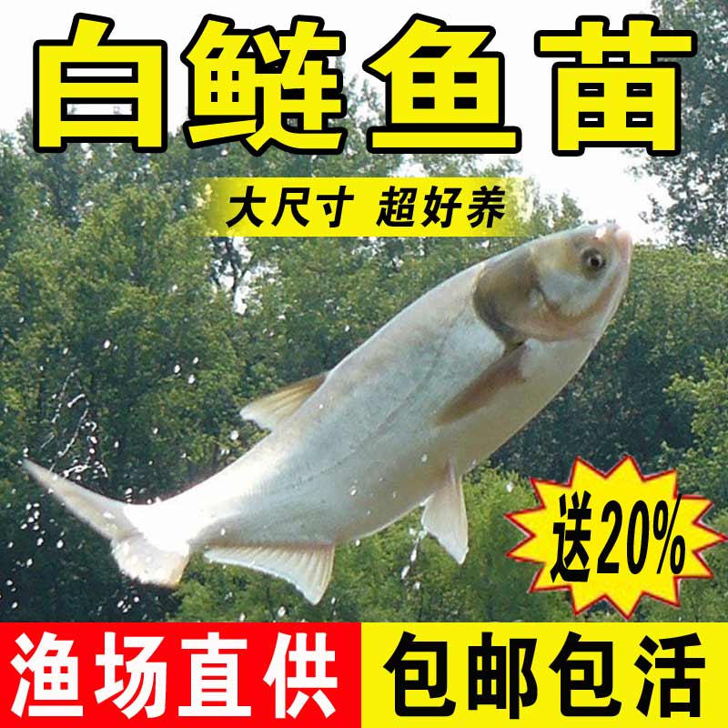 白鲢鱼苗淡水养殖鲜活鱼食用冷水观赏鱼白条大头胖头鲢鳙花鲢鱼苗