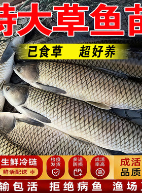草鱼苗淡水养殖食用活鱼饵料皖鱼苗批发本地半斤一斤特大草鱼鱼苗