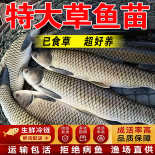 草鱼苗淡水养殖食用活鱼饵料皖鱼苗批发本地半斤一斤特大草鱼鱼苗