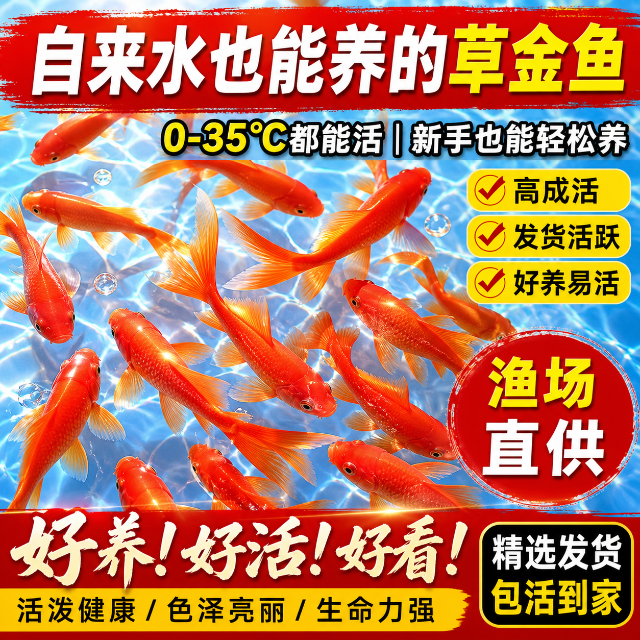 草金鱼苗淡冷水观赏鱼好养耐活鱼大型鱼缸宠物红鲫锦鲤小金鱼饲料