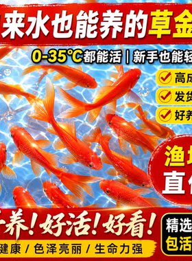 草金鱼苗淡水锦鲤金鱼耐活观赏鱼