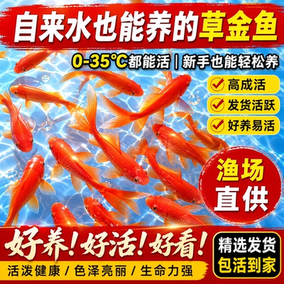 草金鱼苗淡水锦鲤金鱼耐活观赏鱼
