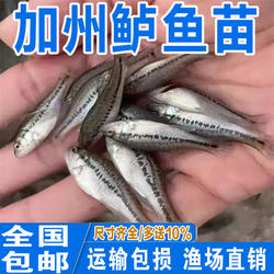 鲈鱼苗淡水养殖食用活体鱼冷水观赏鱼七星大口黑鲈加州鲈鱼苗批发