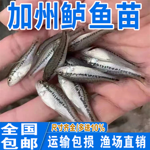 鲈鱼苗淡水养殖食用活体鱼冷水观赏鱼七星大口黑鲈加州鲈鱼苗批发