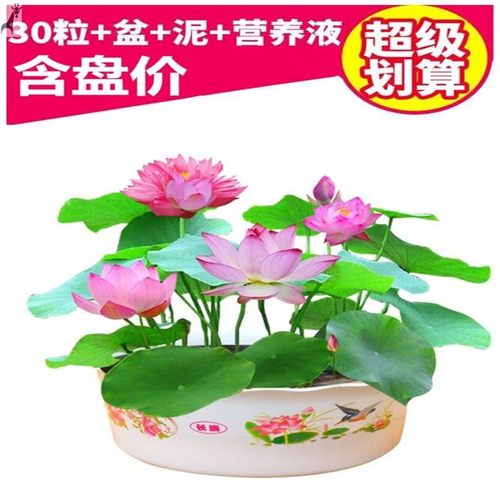 水栽培植物价格 水栽培植物图片 星期三 水栽培植物价格 水栽培植物图片 星期三