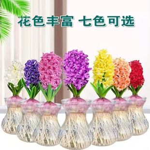 荷兰进口风信子种球水培植物阳台室内庭院易活盆栽花卉绿植植物