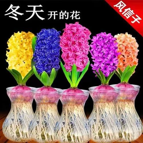 风信子种球水培植物四季开花好阳台室内庭院易活盆栽花卉绿植植物
