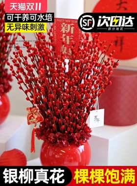银柳真花鲜枝年宵花卉红色干花福桶银柳水培植物雪柳客厅室内装饰