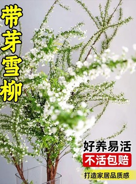 雪柳鲜枝带花苞干枝水养盆栽水培植物仿真花枝条阳台花卉室内绿植