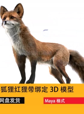 maya写实狐狸带绑定3d模型 影视级红狐毛发 红狐狸 CG狐狸模型
