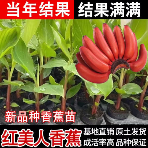 红美人香蕉树苗当年结果皮薄肉厚