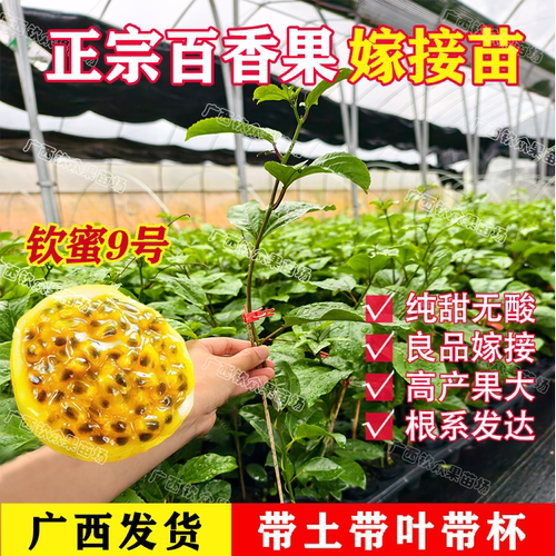 正宗钦蜜9号黄金百香果嫁接苗