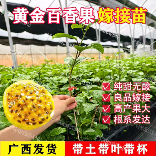 正宗纯甜黄金百香果嫁接苗