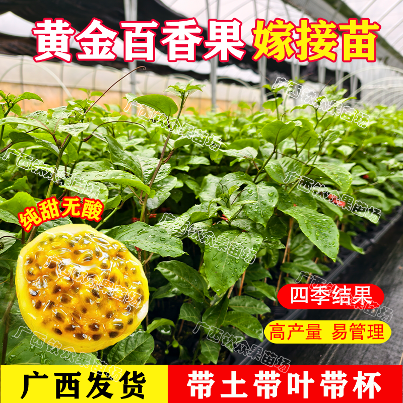 纯甜黄金百香果树苗果苗四季嫁接苗爬藤阳台庭院盆栽地栽,鲜花速递/花卉仿真/绿植园艺,果树,淘宝优惠券,粉丝福利购,淘宝优惠卷