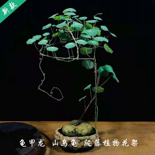 龟甲龙藤架金不换园艺植物