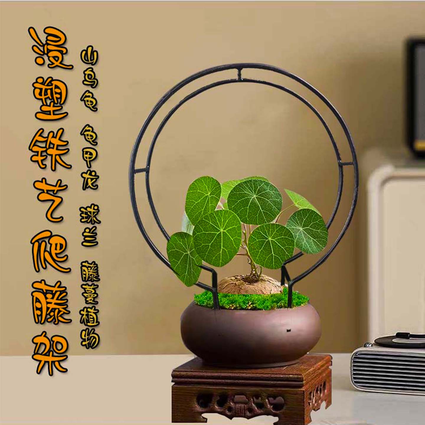 山乌龟灯笼花金不换植物花卉支架图片