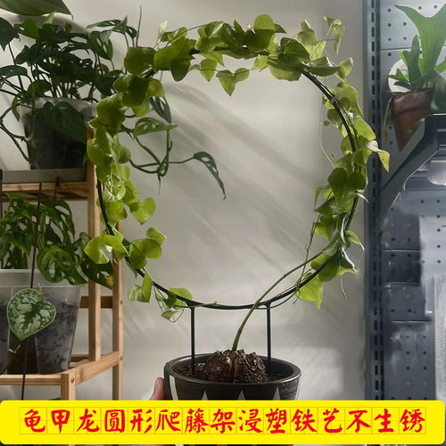 包塑铁艺爬藤架各种造型经济实惠
