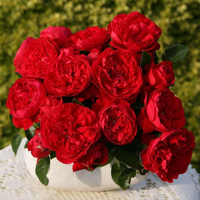 80-1米高爬藤月季大花欧月 四季开花 浓香型 攀援植物