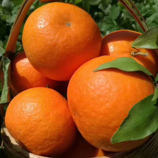 云南大理宾川沃柑蜜橘子新鲜应当季水果纯甜桔超甜手剥农产品