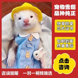 宠物貂幼崽活体宠物家养小宠物萌宠有证书已除臭腺已绝育